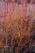 CORNUS SANGUINEA ;MAGIC FLAME AGM