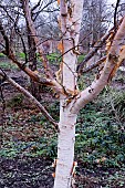 BETULA HERGEST