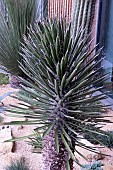 YUCCA FILIFERA