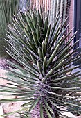 YUCCA FILIFERA