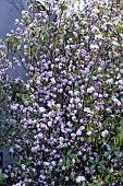 DAPHNE BHULUA JACQUELINE POSTILL