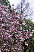 VIBURNUM X BODNANTENSE CHARLES LAMONT