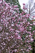 VIBURNUM X BODANTENSE CHARLES LAMONT