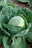 CABBAGE HISPI