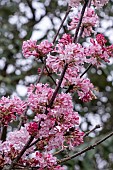 VIBURNUM X BODNANTENSE CHARLES LAMONT