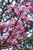 VIBURNUM X BODNANTENSE CHARLES LAMONT