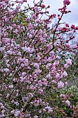 VIBURNUM X BODNANTENSE CHARLES LAMONT