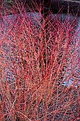 CORNUS SANGUINEA ANNYS WINTER ORANGE AGM