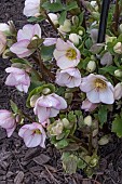 HELLEBORUS HGC ICE N ROSES ROSE