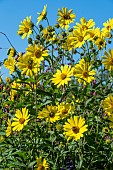 HELIANTHUS LEMON QUEEN