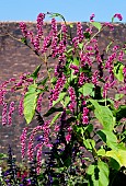 PERSICARIA ORIENTALIS