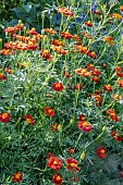 TAGETES CINNABAR