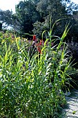 ARUNDO DONAX