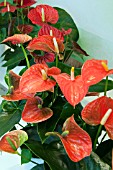 ANTHURIUM ORANGE CHAMPION