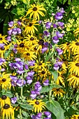 RUDBECKIA & PENSTEMON SPECIE