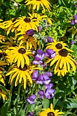 RUDBECKIA AND PENSTEMON SPECIE