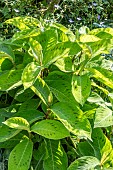 PERSICARIA VIRGINIANA BRUSHSTROKES