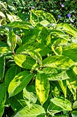 PERSICARIA VIRGINIANA BRUSHSTROKES