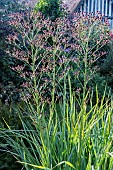 ERYNGIUM PANDANIFOLIUM
