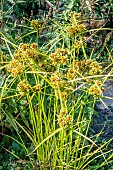 CYPERUS ERAGROSTIS