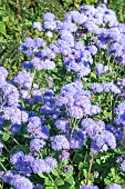 AGERATUM HOUSTONIANUM BLUE HORIZON AGM