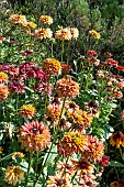 RUDBECKIA RUDY DOUBLE ROSE YELLOW