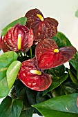 ANTHURIUM ARION