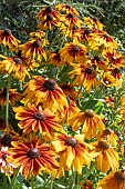 RUDBECKIA SUNBECKIA LUNA