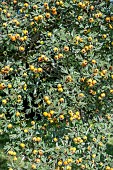 CRATEAGUS ORIENTALIS