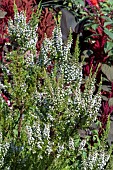 ERICA ARBOREA