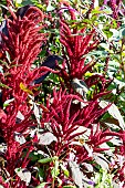 AMARANTHUS RED GARNET