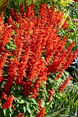 SALVIA SPLENDENS TALL VARIETY