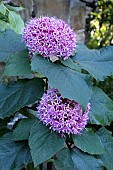 CLERODENDRON BUMGEI