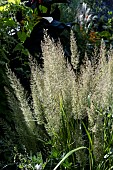 CALAMAGROSTIS BRACHYTRICHA