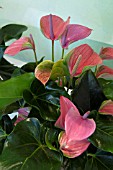 ANTHURIUM JOLI