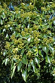 TROCHODENDRON ARALIOIDES