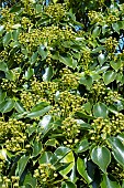TROCHODENDRON ARALIOIDES