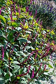 PERSICARIA AMPLEXICAULE FIRETAIL