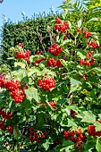 VIBURNUM OPULUS