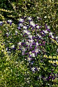 CLEMATIS AROMATICA