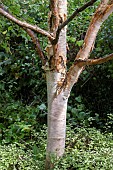 BETULA ALBOSINENSIS