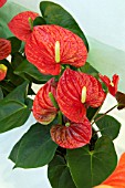 ANTHURIUM ALMERA