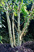BETULA UTALIS JACQUEMONTII