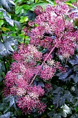 ARALIA CALIFORNICA