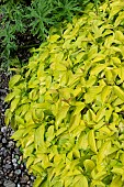 CORNUS SERICEA KELSEYS GOLD