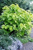 CATALPA BIGNONIOIDES AUREA