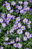 ASTER  LITTLE BLUE BOY