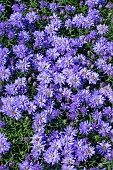 ASTER LADY IN BLUE