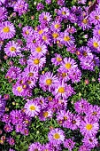 ASTER HEINZE RICHARD