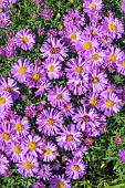 ASTER HEINZE RICHARD